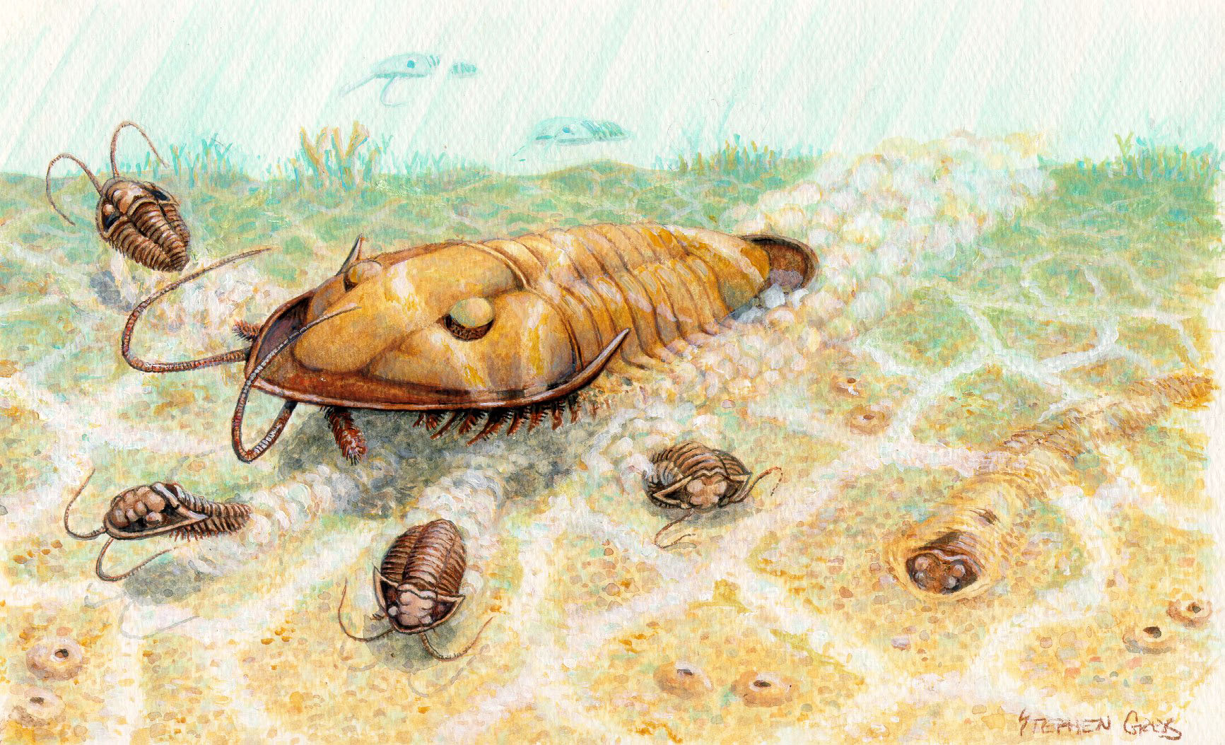 Isotelus on the seafloor.